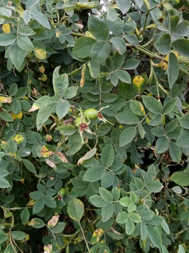 Rosa coriifolia