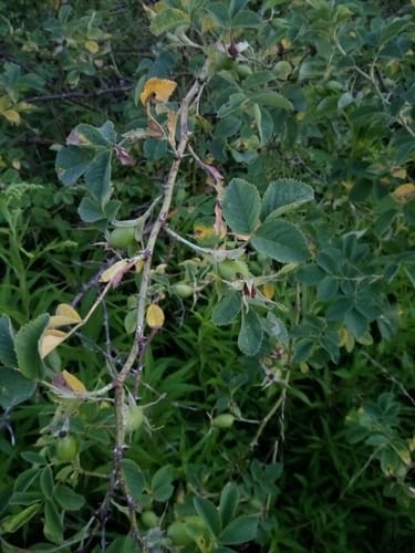 Rosa corymbifera (Corymb Rose) — photo