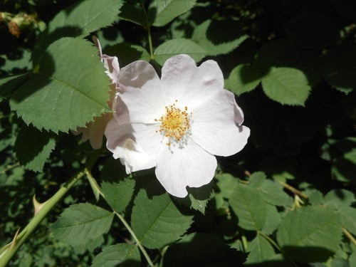 Rosa corymbifera