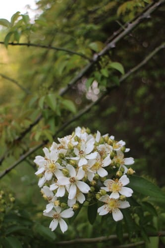 Rosa cymosa — photo