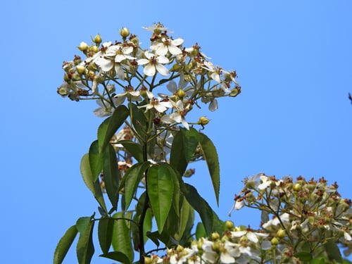 Rosa cymosa