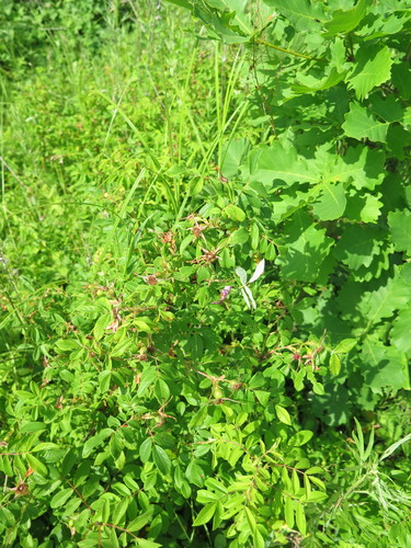 Rosa davurica (Dahurian rose) — photo