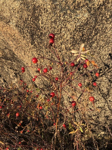 Rosa davurica (Dahurian rose) — photo
