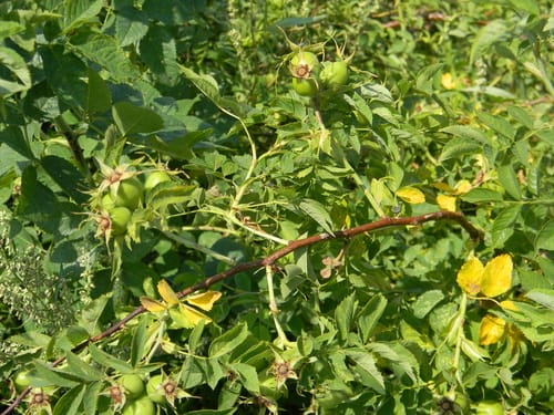 Rosa dumalis — photo
