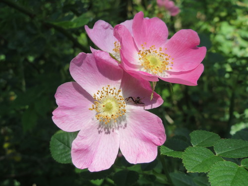 Rosa dumalis