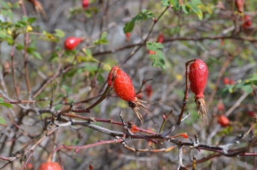Rosa fedtschenkoana (Fedchenkovskiy rose) — photo