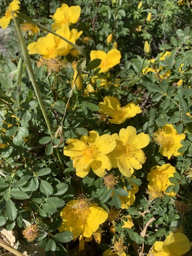 Rosa foetida — photo