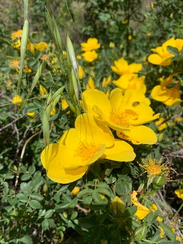 Rosa foetida — photo