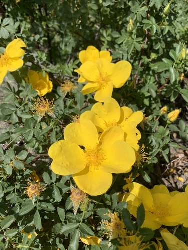 Rosa foetida