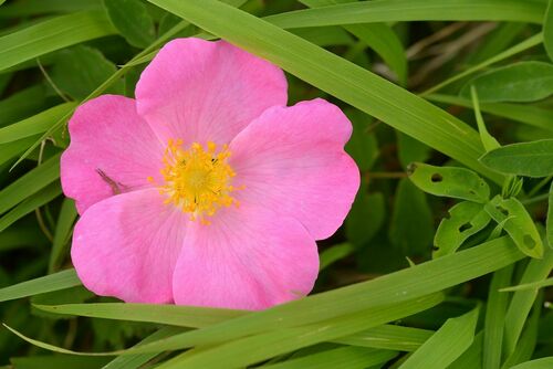 Rosa gallica var. officinalis (Apothecary's rose) — photo