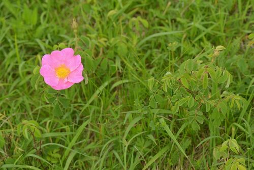 Rosa gallica var. officinalis (Apothecary's rose) — photo