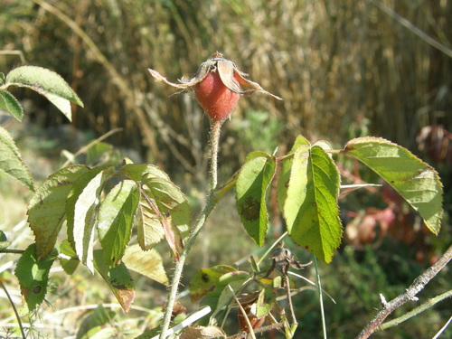 Rosa gallica var. officinalis