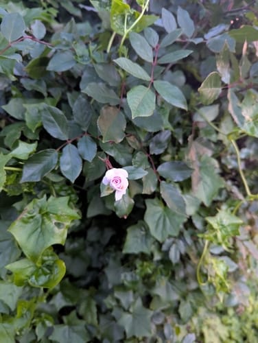 Rosa gigantea — photo