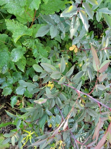 Rosa glauca (Red-leafed rose) — photo