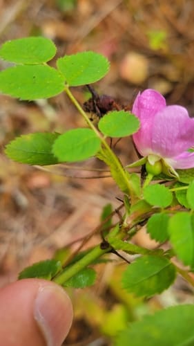 Rosa gymnocarpa (Wood rose) — photo
