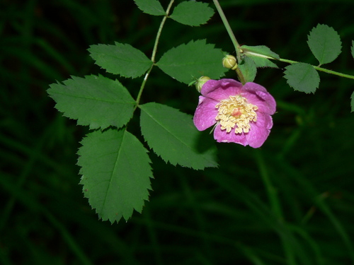 Rosa gymnocarpa