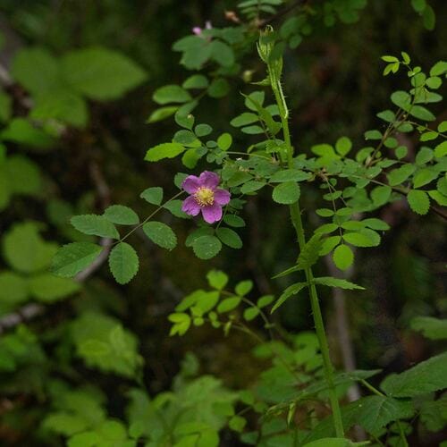 Rosa gymnocarpa (Wood rose) — photo