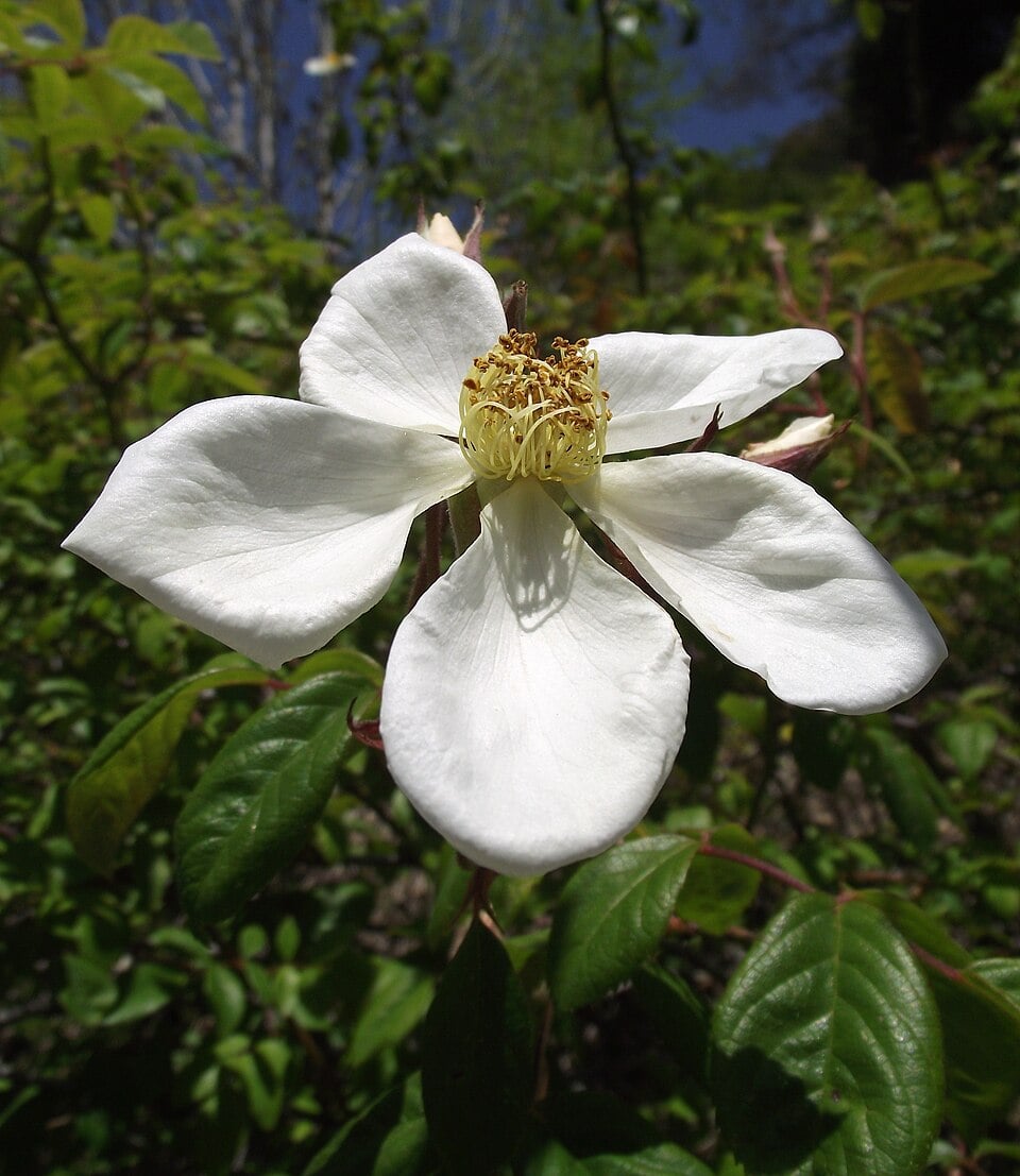 Rosa helenae — photo