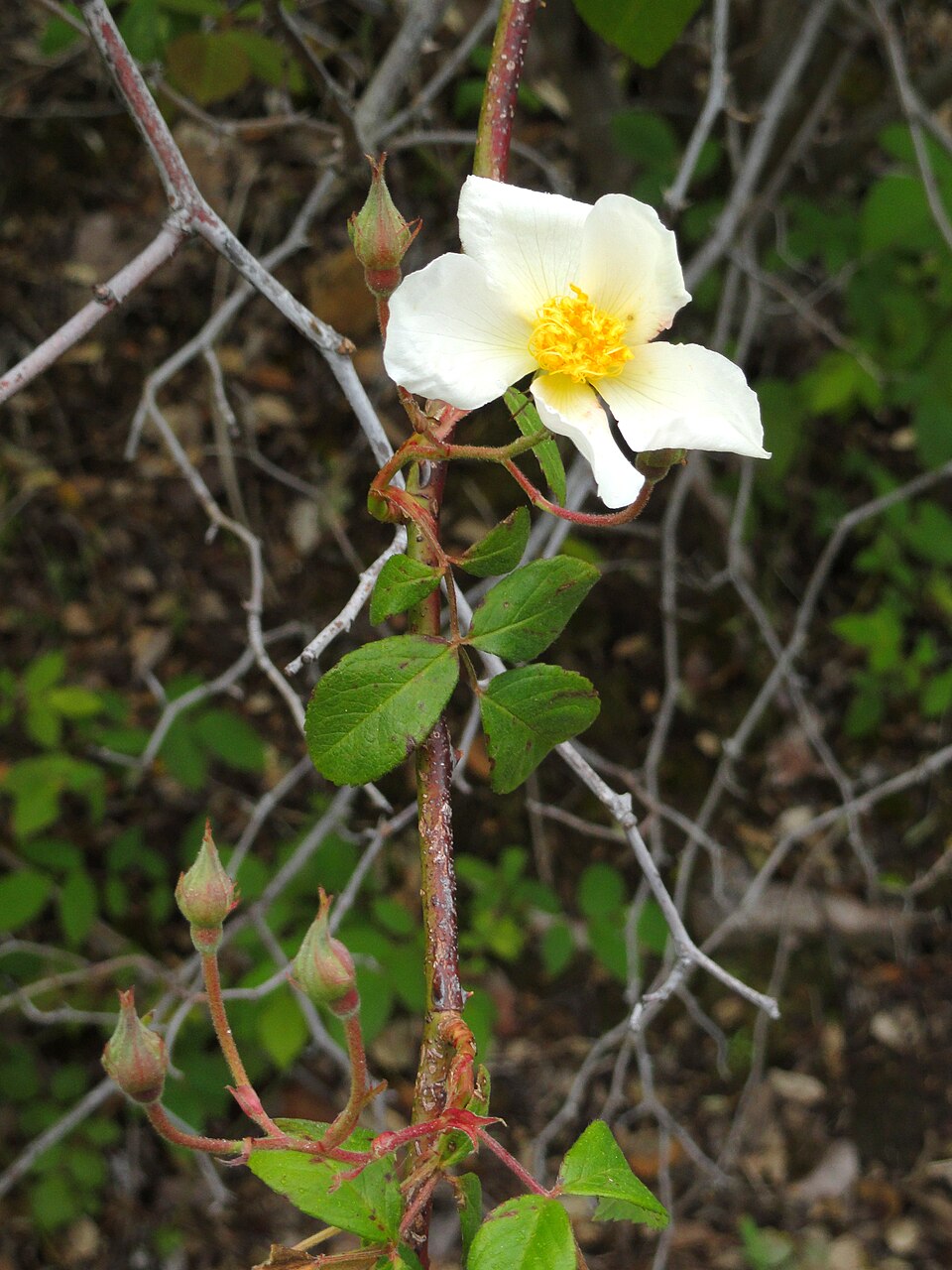 Rosa helenae
