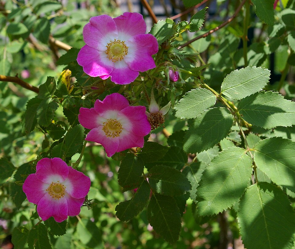 Rosa hemsleyana — photo