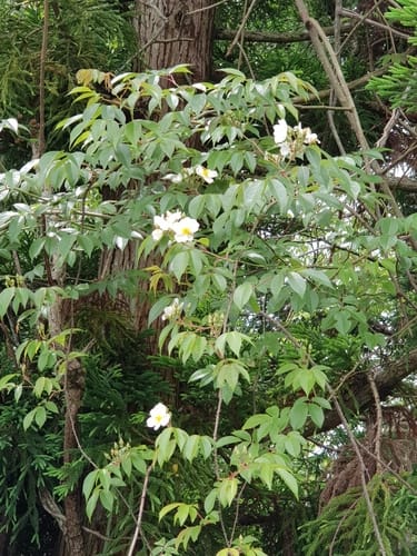 Rosa henryi — photo