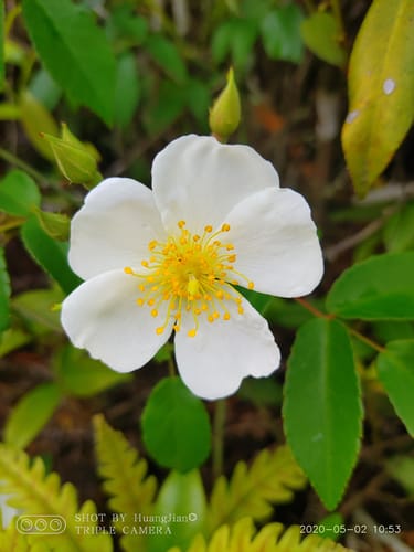 Rosa henryi — photo