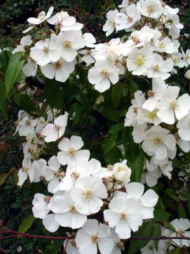 Rosa henryi