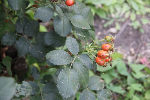 Rosa iberica — photo