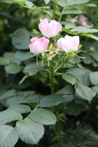 Rosa iberica