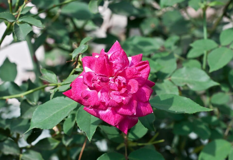 Rosa indica (Monthly Rose) — photo