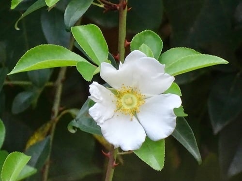 Rosa laevigata