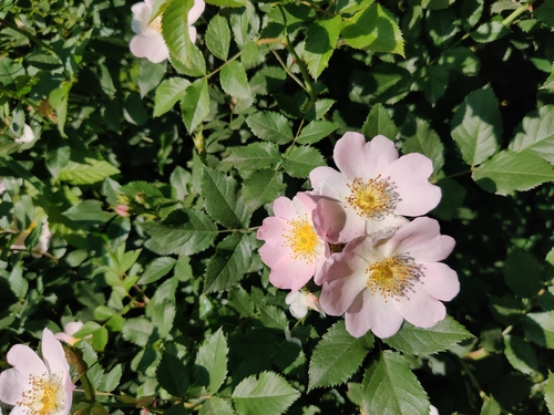 Rosa laxa (Lax rose) — photo