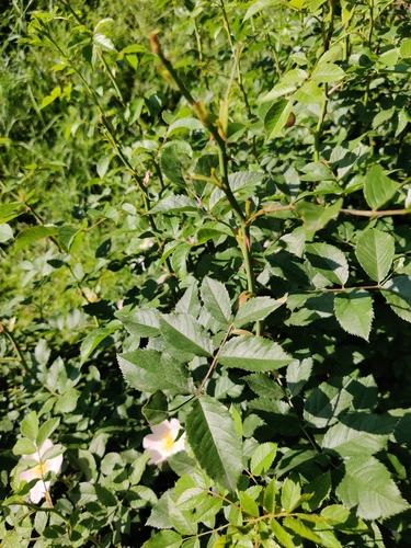 Rosa laxa (Lax rose) — photo