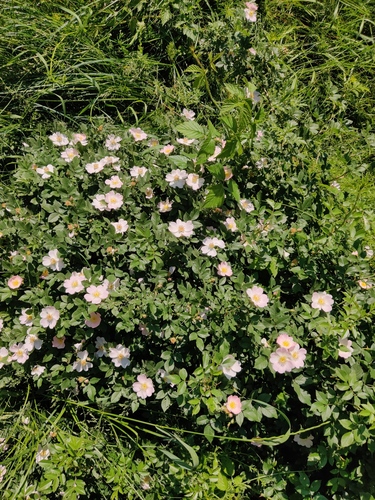 Rosa laxa