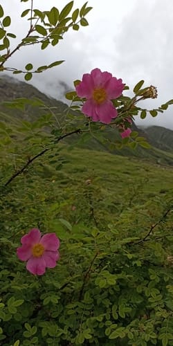 Rosa macrophylla (Himalayan musk rose) — photo