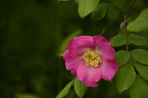 Rosa macrophylla