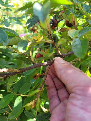 Rosa majalis (Cinnamon rose) — photo