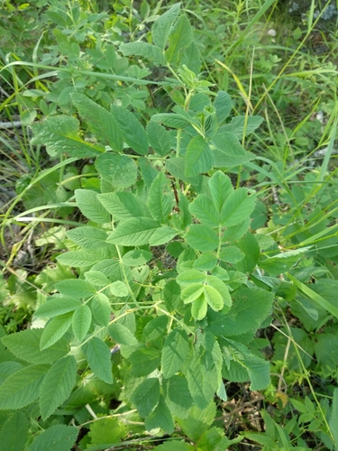 Rosa majalis