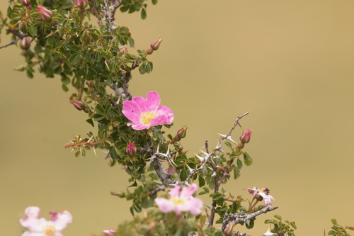 Rosa maracandica (Samarkand rose) — photo