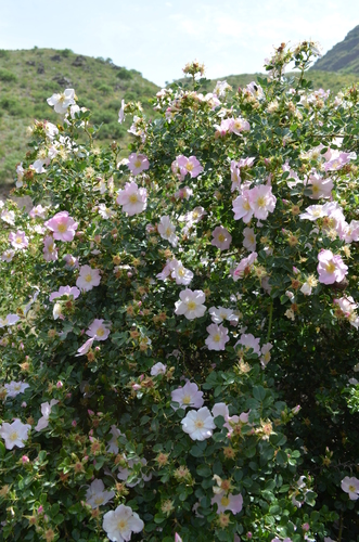 Rosa maracandica (Samarkand rose) — photo