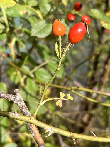 Rosa micrantha (Small-flower Sweetbrier) — photo