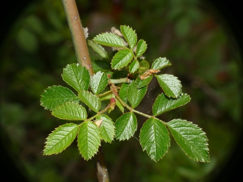 Rosa micrantha (Small-flower Sweetbrier) — photo