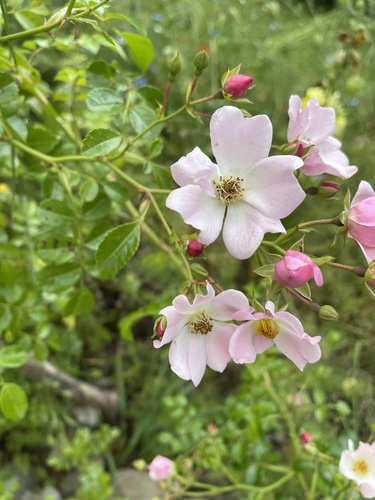 Rosa micrantha
