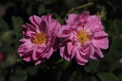 Rosa moschata (Musk Rose) — photo