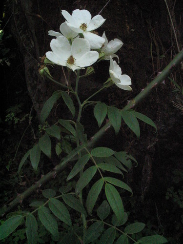 Rosa moschata