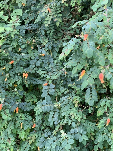 Rosa moyesii (Bristly Nootka Rose) — photo