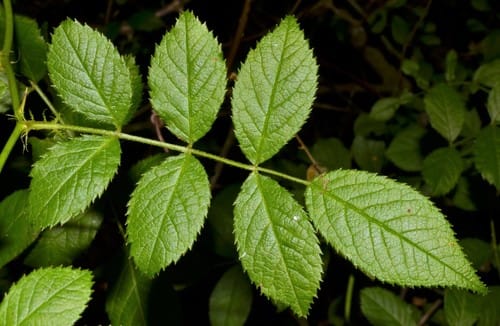 Rosa multiflora (Multiflora rose) — photo