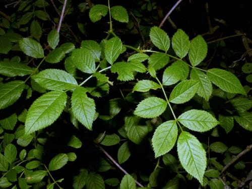 Rosa multiflora (Multiflora rose) — photo