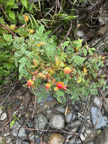 Rosa nutkana (Nootka Rose) — photo