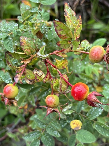 Rosa nutkana (Nootka Rose) — photo